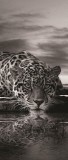 Consalnet Jaguár vlies poszter, fotótapéta 218VET /91x211 cm/