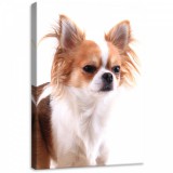 Consalnet Kutya, vászonkép, 50x70 cm méretben