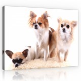 Consalnet Kutyák, vászonkép, 60x40 cm méretben