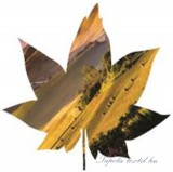 Consalnet Levél formájú vlies poszter, fotótapéta 905VEZ6 /208x208 cm/