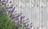 Consalnet Levendulás deszkafal poszter, fotótapéta, Vlies (368 x 254 cm)