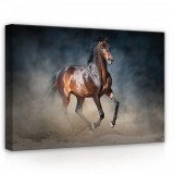 Consalnet Ló, vászonkép, 70x50 cm méretben