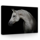 Consalnet Ló, vászonkép, 70x50 cm méretben