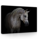 Consalnet Ló, vászonkép, 70x50 cm méretben