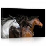 Consalnet Lovak, vászonkép, 60x40 cm méretben