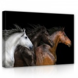 Consalnet Lovak, vászonkép, 70x50 cm méretben