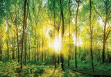 Consalnet Napsütötte erdő fotótapéta több méretben, alapanyagban