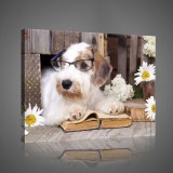 Consalnet Olvasó kutya, vászonkép, 60x40 cm méretben