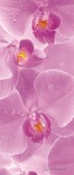 Consalnet Orchidea öntapadós poszter, fotótapéta 149SKT /91x211 cm/