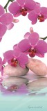 Consalnet Orchidea öntapadós poszter, fotótapéta 151SKT /91x211 cm/