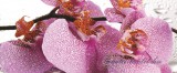 Consalnet Orchidea poszter, fotótapéta 184VEP /250x104 cm/