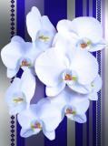Consalnet Orchidea poszter, fotótapéta, Vlies (184x254 cm, álló)