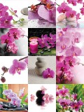 Consalnet Orchideás matrica csempére