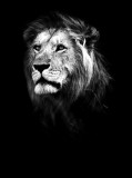 Consalnet Oroszlán fekete-fehér poszter, fotótapéta, Vlies (184x254 cm, álló)