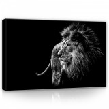 Consalnet Oroszlán fekete-fehérben, vászonkép, 60x40 cm méretben