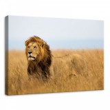 Consalnet Oroszlán, vászonkép, 70x50 cm méretben