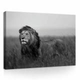 Consalnet Oroszlán, vászonkép, 70x50 cm méretben