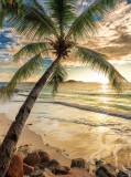 Consalnet Pálmafa a napos tengerparton poszter, fotótapéta, Vlies (184x254 cm, álló)