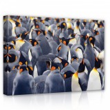 Consalnet Pingvinek, vászonkép, 70x50 cm méretben