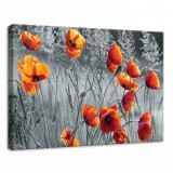 Consalnet Pipacsok, vászonkép, 70x50 cm méretben