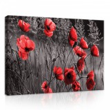 Consalnet Pipacsok, vászonkép, 70x50 cm méretben