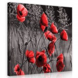 Consalnet Piros pipacsok, vászonkép 80x80 cm méretben