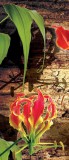 Consalnet Red lilies vlies poszter, fotótapéta 1393VET /91x211 cm/