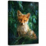 Consalnet Róka, vászonkép, 50x70 cm méretben