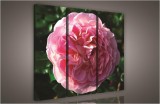 Consalnet Rózsa, 3 darabos vászonkép, 90x80 cm méretben