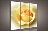 Consalnet Rózsa, 3 darabos vászonkép, 90x80 cm méretben