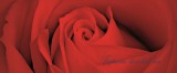 Consalnet Rózsa minta vlies poszter, fotótapéta 560VEP /250x104 cm/