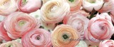 Consalnet Rózsák poszter, fotótapéta 2297VEP /250x104 cm/