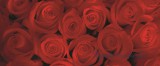 Consalnet Rózsák poszter, fotótapéta 240VEP /250x104 cm/