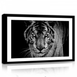 Consalnet Tigris fekete-fehérben, vászonkép, 60x40 cm méretben