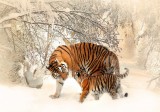 Consalnet Tigris poszter, fotótapéta Vlies (312 x 219 cm)