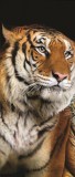 Consalnet Tigris vlies poszter, fotótapéta 130VET /91x211 cm/