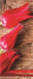 Consalnet Tulipánok öntapadós poszter, fotótapéta 272SKT /91x211 cm/