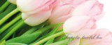 Consalnet Tulipánok vlies poszter, fotótapéta 8-018VEP /250x104 cm/