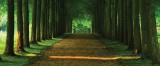 Consalnet Út az erdőben poszter, fotótapéta 2285VEP /250x104 cm/
