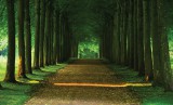 Consalnet Út az erdőben poszter, fotótapéta Vlies (152,5 x 104 cm)