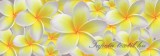 Consalnet Vanília virág vlies poszter, fotótapéta 793VEEXXL /624x219 cm/