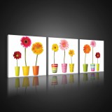 Consalnet Vászonkép 3 darabos, Virágok, 3 db 25x25 cm méret