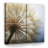 Consalnet Vászonkép 4 darabos, Pitypang 50x50 cm méretben