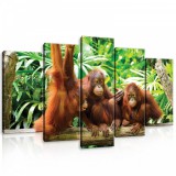 Consalnet Vászonkép 5 darabos, Majmok 100x60 cm méretben