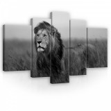 Consalnet Vászonkép, 5 darabos, Oroszlán fekete-fehér 170x100 cm méretben