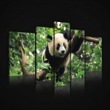 Consalnet Vászonkép, 5 darabos, Panda 170x100 cm méretben