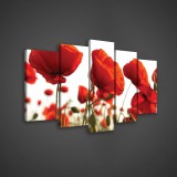 Consalnet Vászonkép 5 darabos, Pipacsok 100x60 cm méretben
