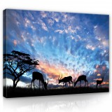 Consalnet Vászonkép, Antilopok pirkadatkor 80x60 cm méretben