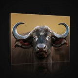 Consalnet Vászonkép, Bölény, 80x60 cm méretben