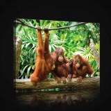 Consalnet Vászonkép, Csimpánzok, 80x60 cm méretben